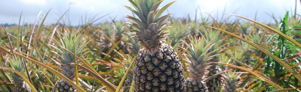 Maui Pineapple Tours