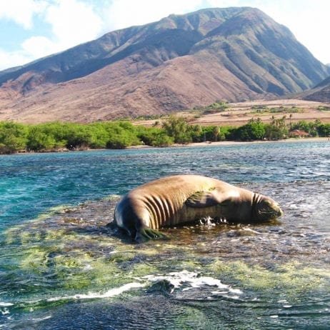 Adorable Hawaiian Monk Seal Resting on Sea Rock