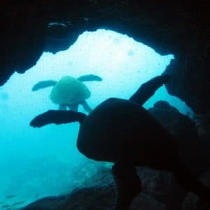 Swimming with Turtles on Snorkel Tour