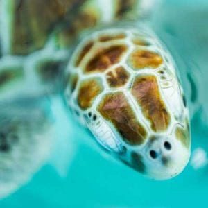 Hawaiian Green Sea Turtle