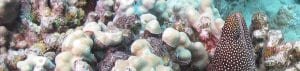 Corals in Molokini - 2480