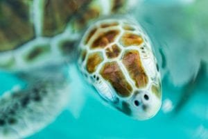 Snorkeling with the turtles - 2731