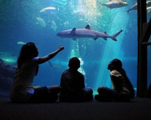 Maui Ocean Center Maui - 2116