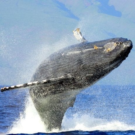 Whale Watching in Private Charter