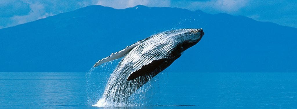 Whale Watching in Maui — Winter’s Best Experience