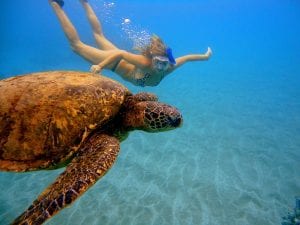 Snorkeling with a sea turtle in Hawaii