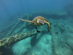 Snorkeling with a sea turtle in Hawaii