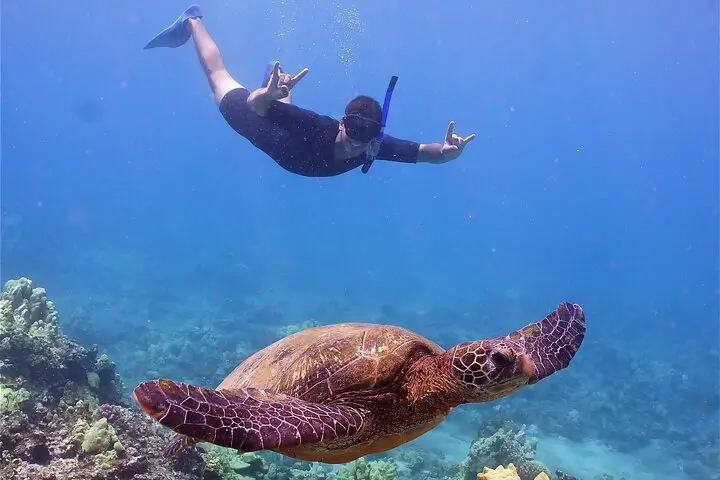 Turtle Town Snorkel Tour With Quicksilver