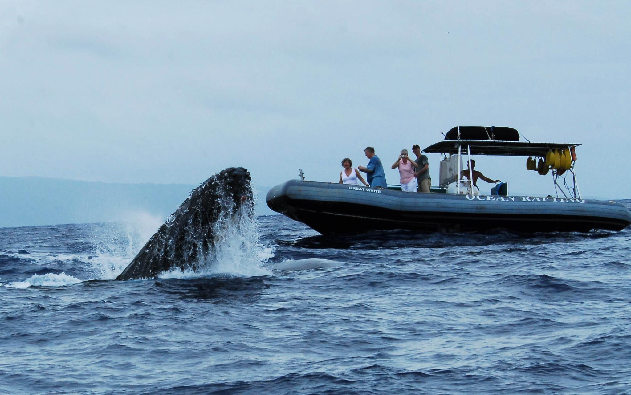 upclose whale photo