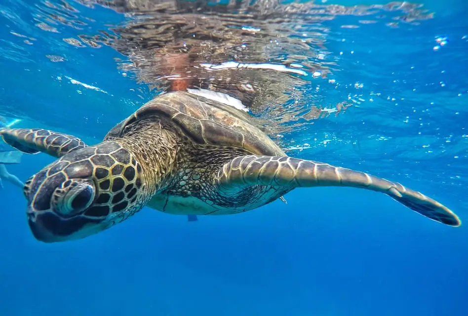 Explore Maui’s Top Snorkeling Destinations
