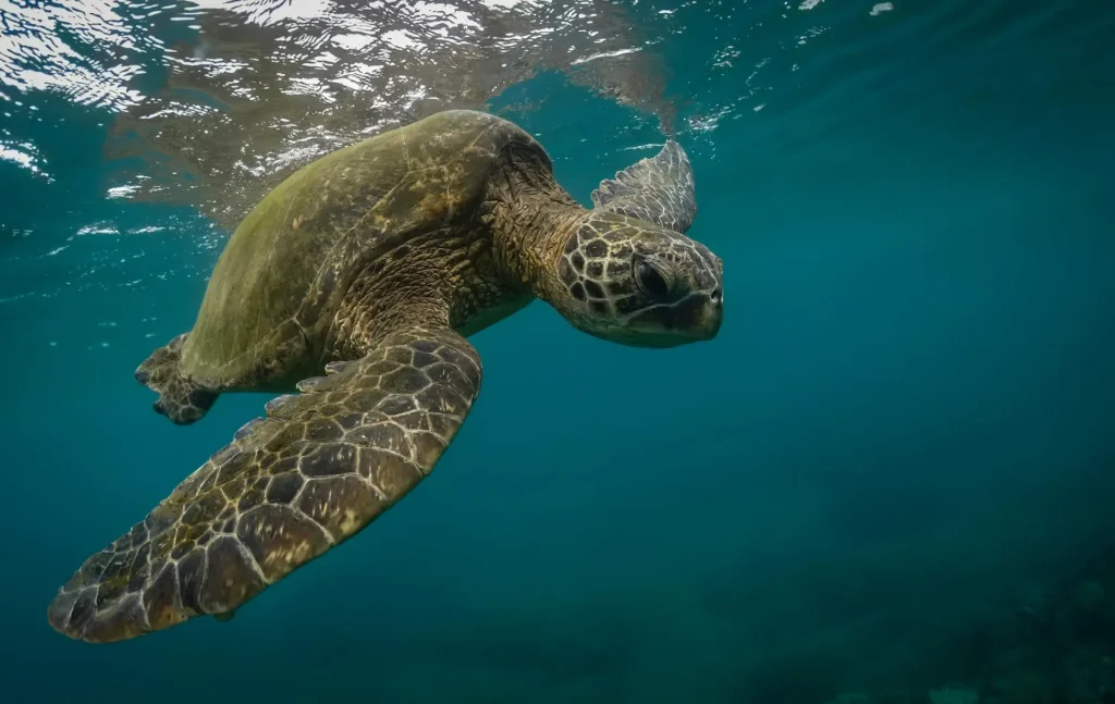 Top 10 Things to Do in Maui in August – Don’t Miss These Island Adventures!