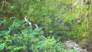 Road to Hana tour