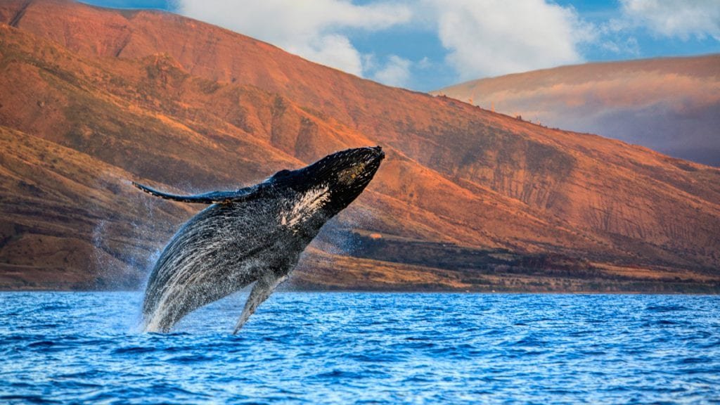 Maui Whale Watching 2026: The Ultimate Guide to Hawaii’s Greatest Ocean Spectacle